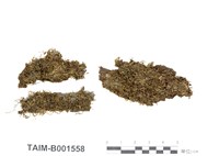 藏品(鳳尾苔屬)的圖片